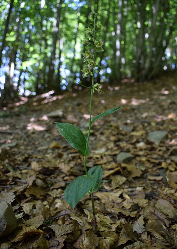 Per chi vuole cimentarsi col genere Epipactis