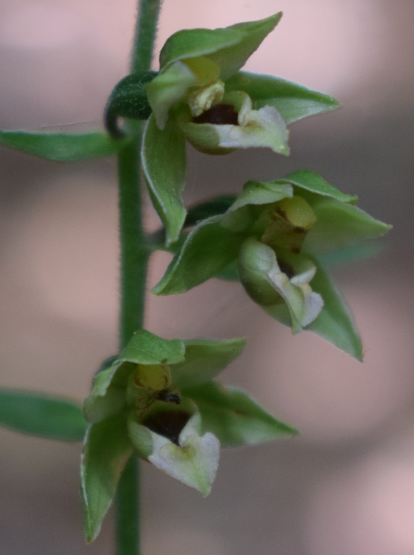 Per chi vuole cimentarsi col genere Epipactis