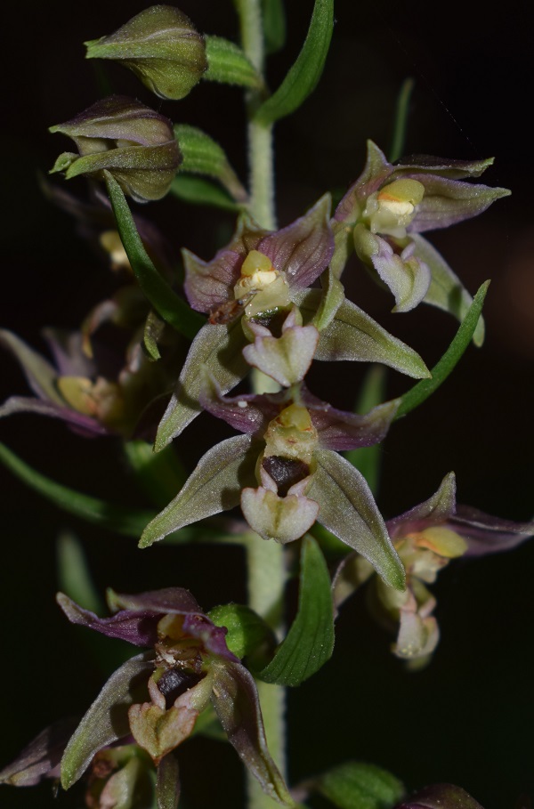 Per chi vuole cimentarsi col genere Epipactis