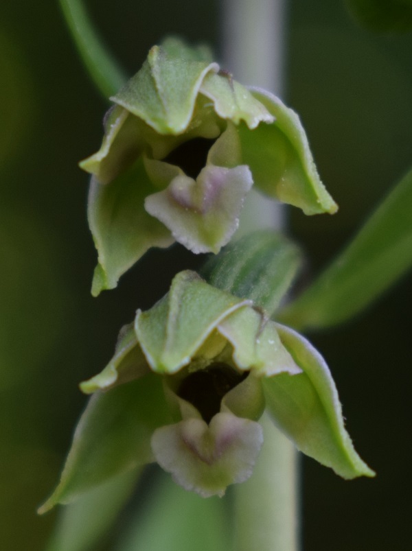 Per chi vuole cimentarsi col genere Epipactis