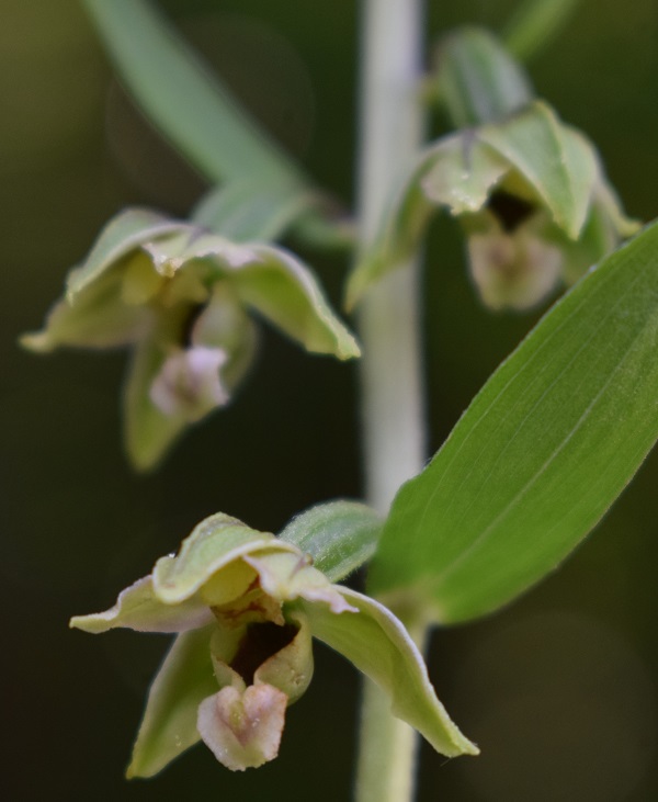 Per chi vuole cimentarsi col genere Epipactis