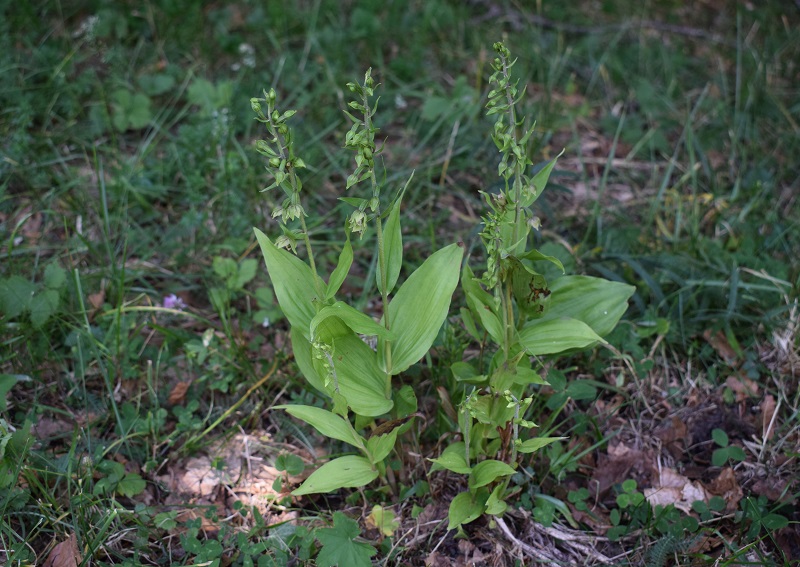 Per chi vuole cimentarsi col genere Epipactis