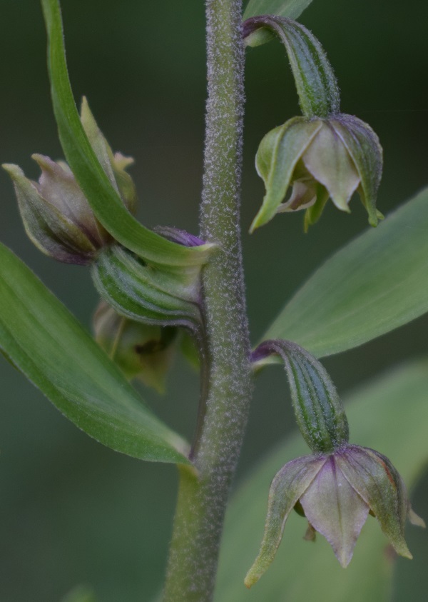 Per chi vuole cimentarsi col genere Epipactis