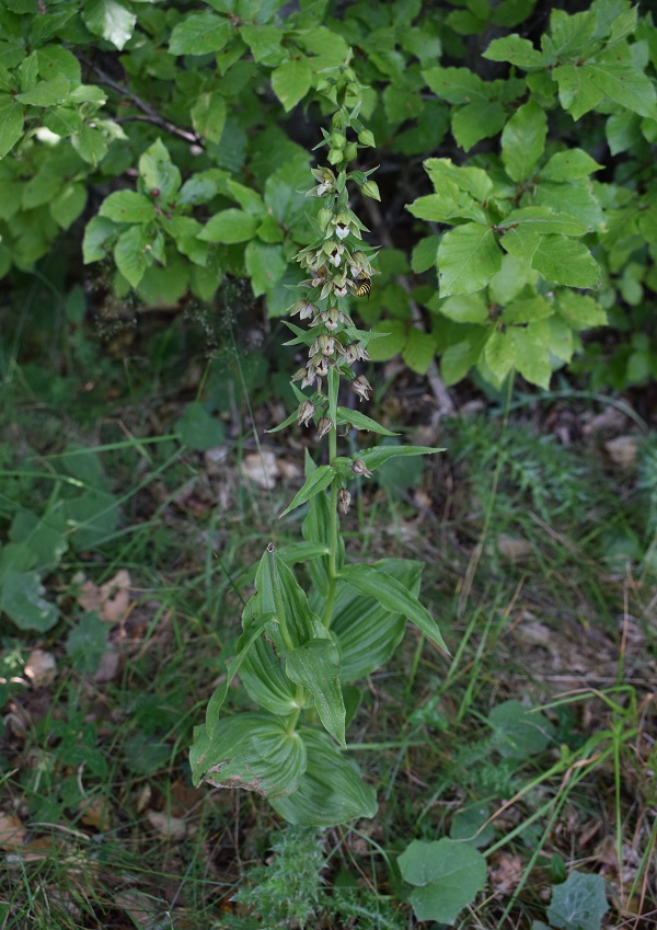 Per chi vuole cimentarsi col genere Epipactis