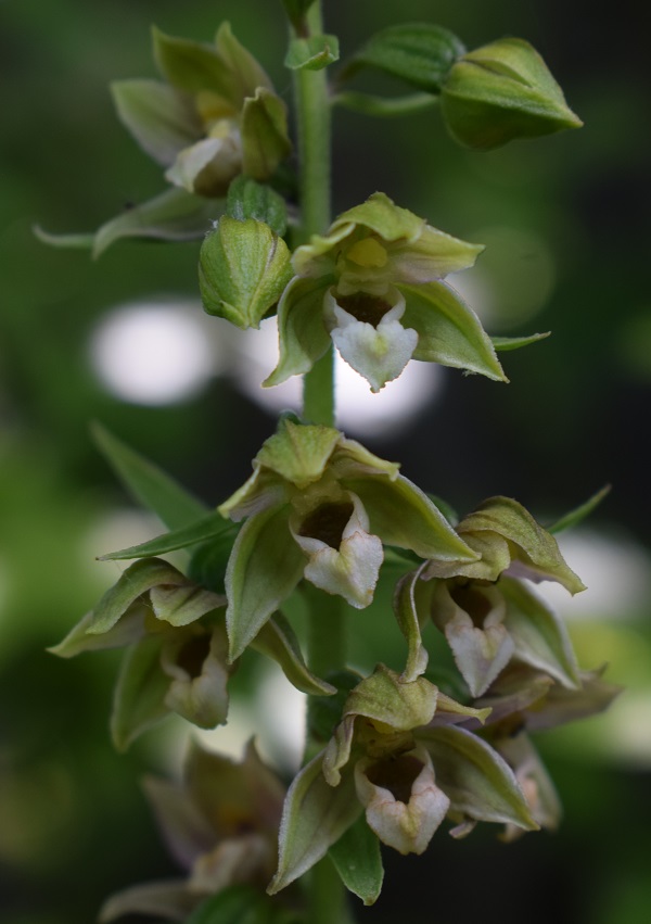 Per chi vuole cimentarsi col genere Epipactis