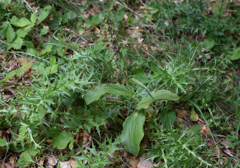 Per chi vuole cimentarsi col genere Epipactis