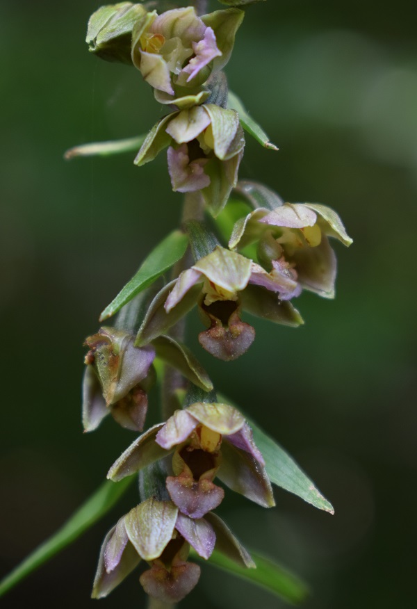 Per chi vuole cimentarsi col genere Epipactis