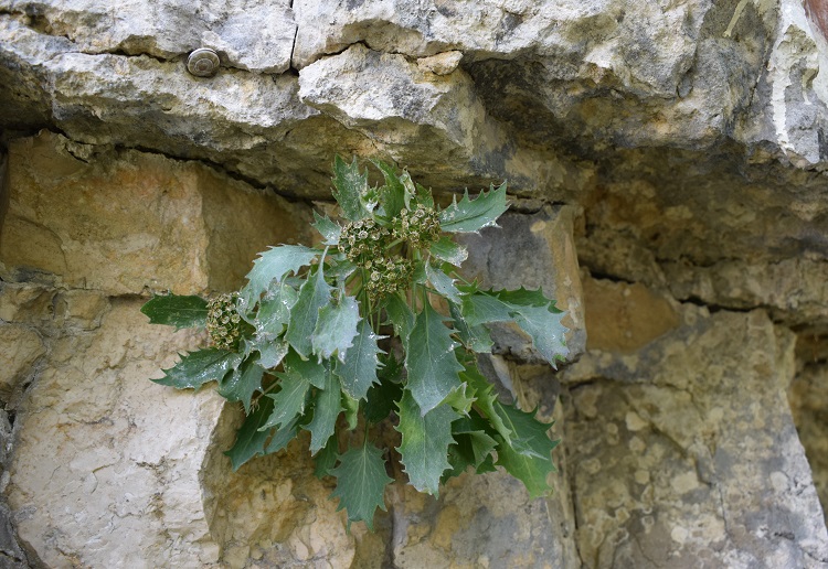 Priafor (1.659 m) dal Colletto Grande di Velo (Prealpi Vicentine)