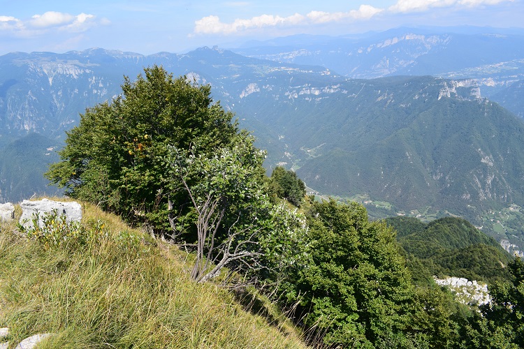 Priafor (1.659 m) dal Colletto Grande di Velo (Prealpi Vicentine)