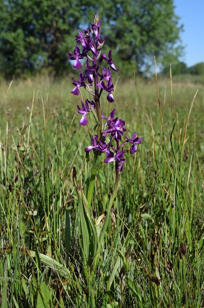 Le orchidee della Bassa del Bardello (Parco Delta del Po)