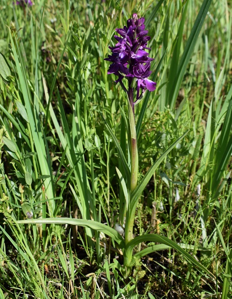 Le orchidee della Bassa del Bardello (Parco Delta del Po)