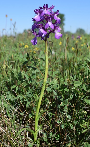 Le orchidee della Bassa del Bardello (Parco Delta del Po)