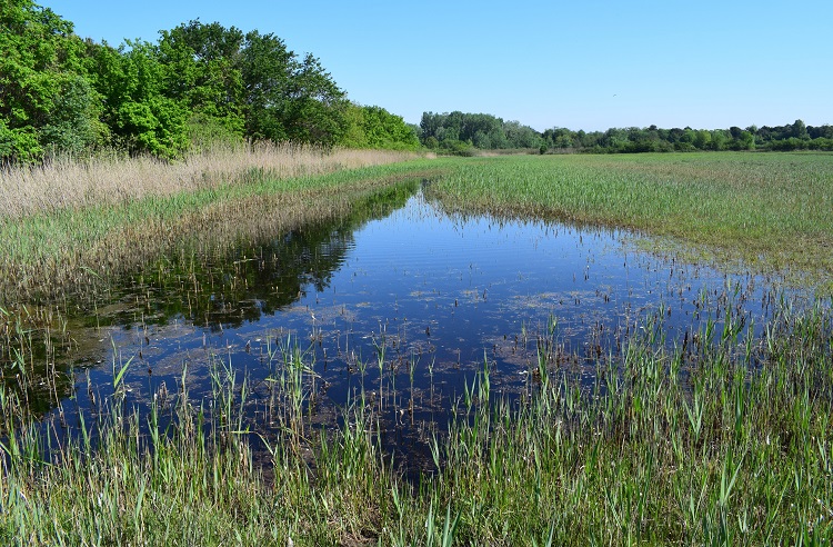 Le orchidee della Bassa del Bardello (Parco Delta del Po)