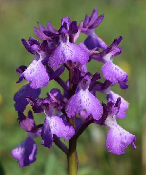 Le orchidee della Bassa del Bardello (Parco Delta del Po)