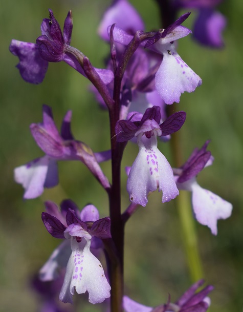 Le orchidee della Bassa del Bardello (Parco Delta del Po)