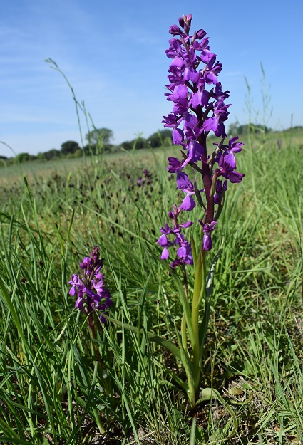 Le orchidee della Bassa del Bardello (Parco Delta del Po)