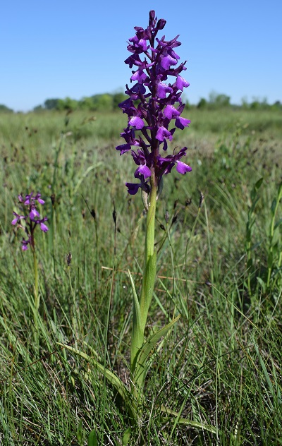 Le orchidee della Bassa del Bardello (Parco Delta del Po)