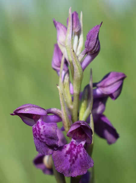 Le orchidee della Bassa del Bardello (Parco Delta del Po)