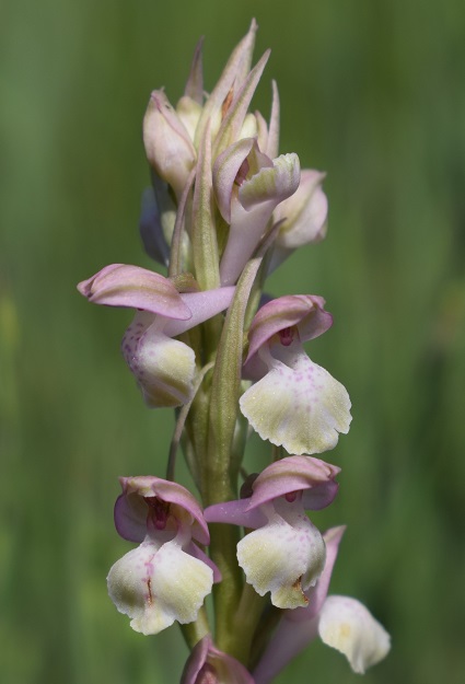 Le orchidee della Bassa del Bardello (Parco Delta del Po)