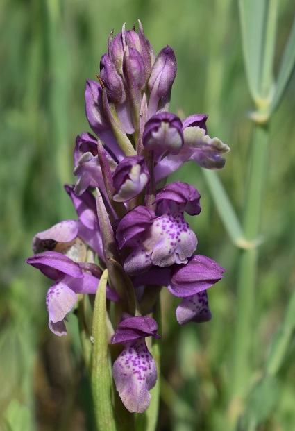 Le orchidee della Bassa del Bardello (Parco Delta del Po)