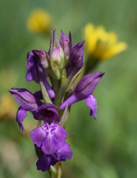 Le orchidee della Bassa del Bardello (Parco Delta del Po)