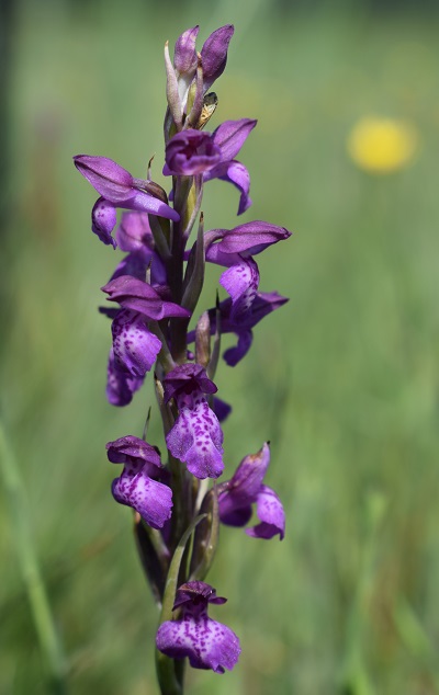 Le orchidee della Bassa del Bardello (Parco Delta del Po)