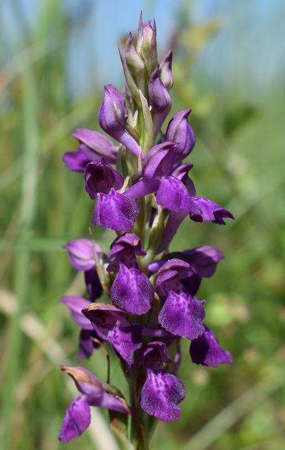 Le orchidee della Bassa del Bardello (Parco Delta del Po)