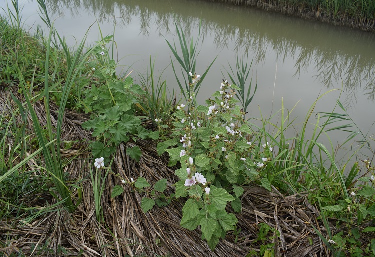 Che pianta ? Althaea officinalis (Malvaceae)