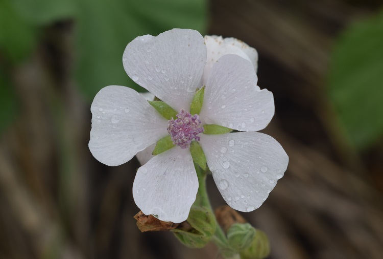 Che pianta ? Althaea officinalis (Malvaceae)