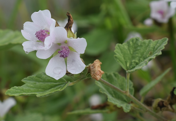 Che pianta ? Althaea officinalis (Malvaceae)