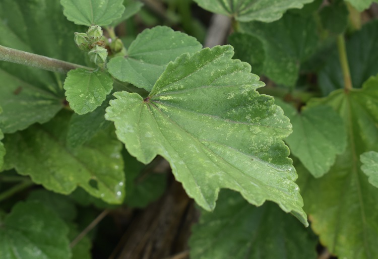 Che pianta ? Althaea officinalis (Malvaceae)