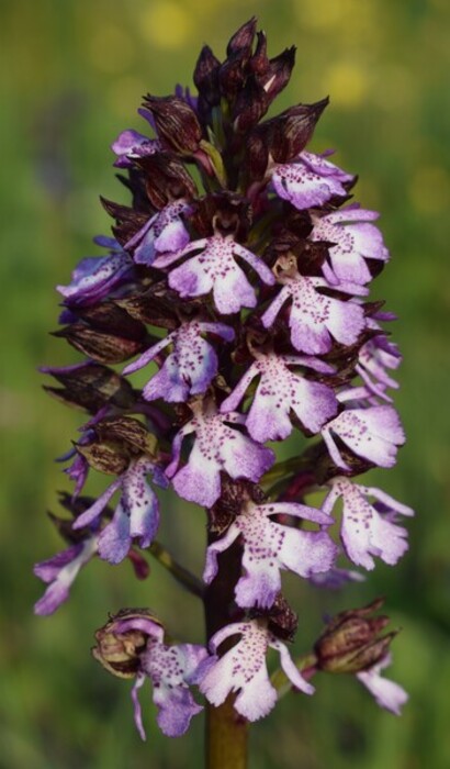 Orchidee di casa mia (Pianura Padana)