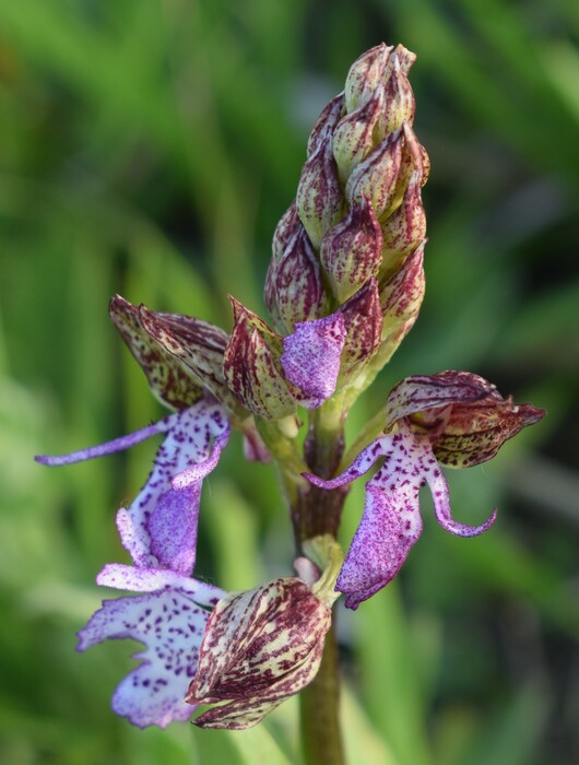 Orchidee di casa mia (Pianura Padana)