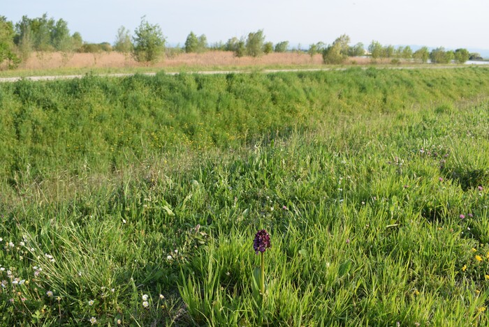 Orchidee di casa mia (Pianura Padana)