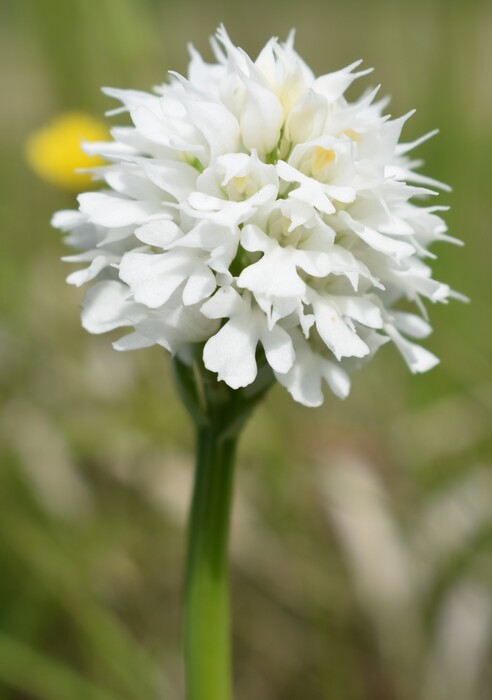 Orchidee di casa mia (Pianura Padana)