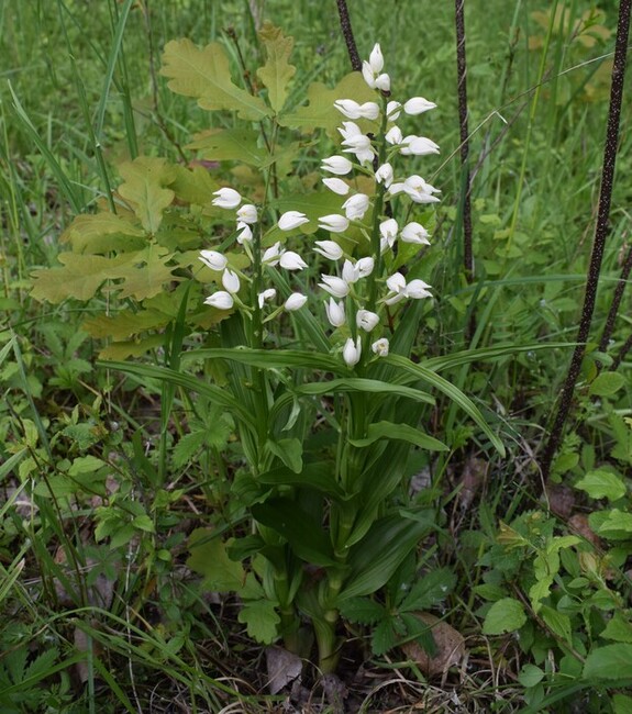 Orchidee di casa mia (Pianura Padana)