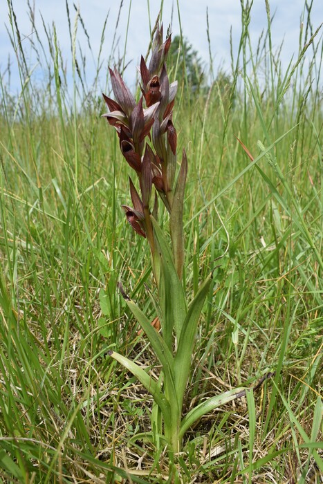 Orchidee di casa mia (Pianura Padana)