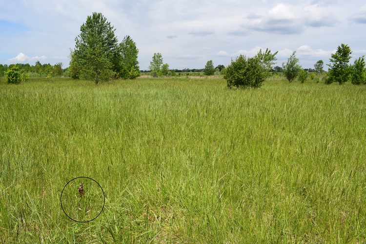 Orchidee di casa mia (Pianura Padana)