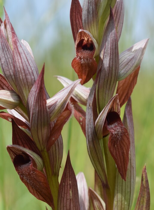 Orchidee di casa mia (Pianura Padana)