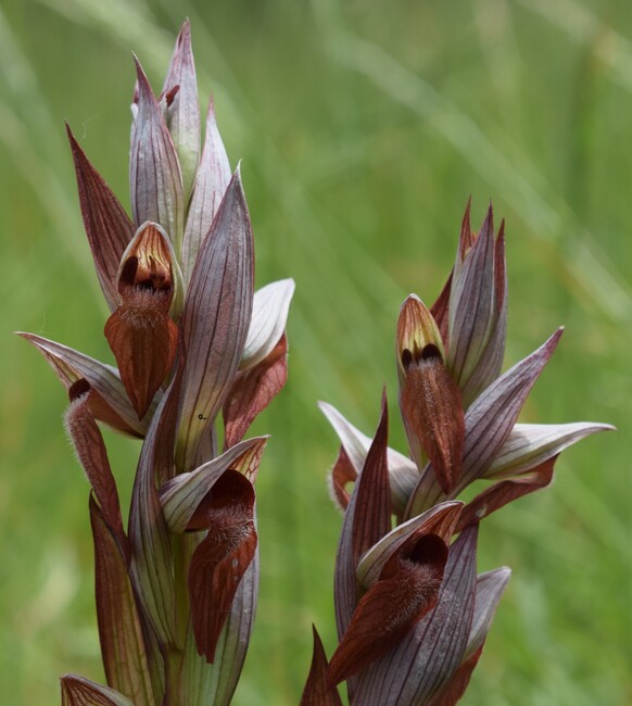 Orchidee di casa mia (Pianura Padana)