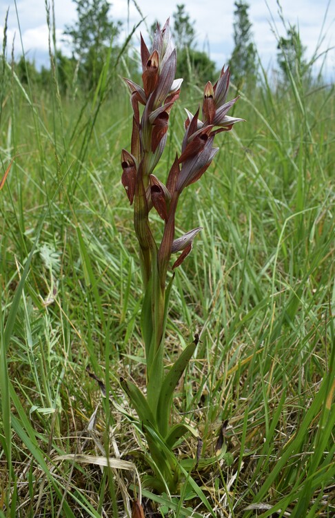 Orchidee di casa mia (Pianura Padana)