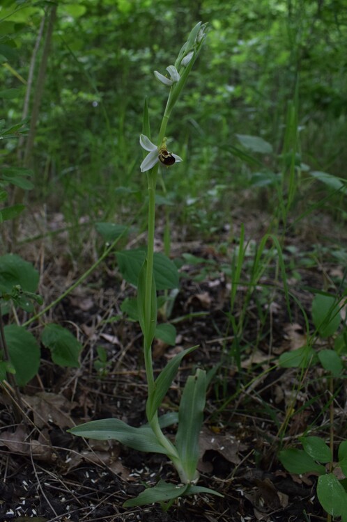 Orchidee di casa mia (Pianura Padana)