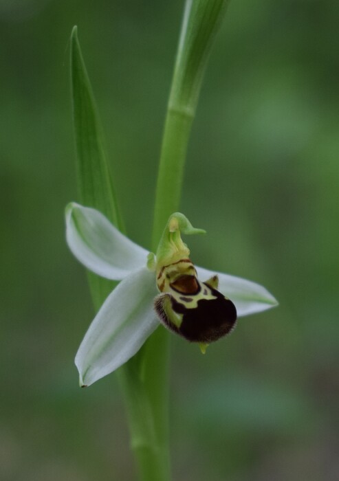 Orchidee di casa mia (Pianura Padana)