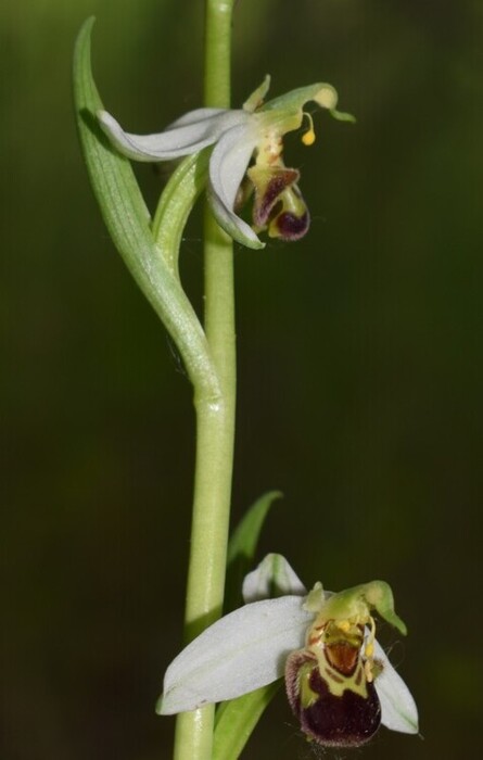 Orchidee di casa mia (Pianura Padana)