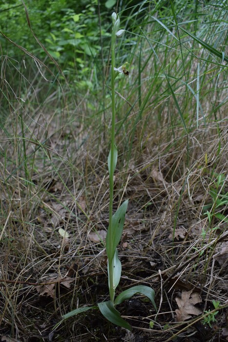 Orchidee di casa mia (Pianura Padana)