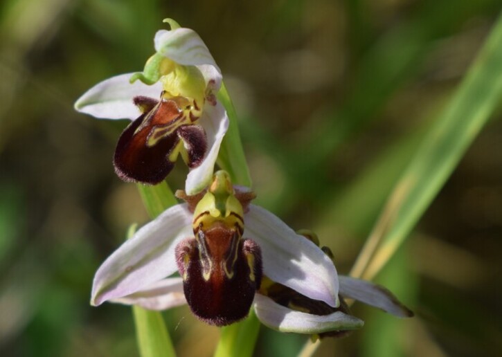 Orchidee di casa mia (Pianura Padana)