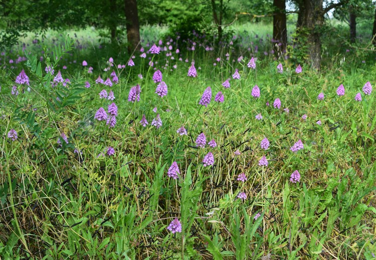 Orchidee di casa mia (Pianura Padana)