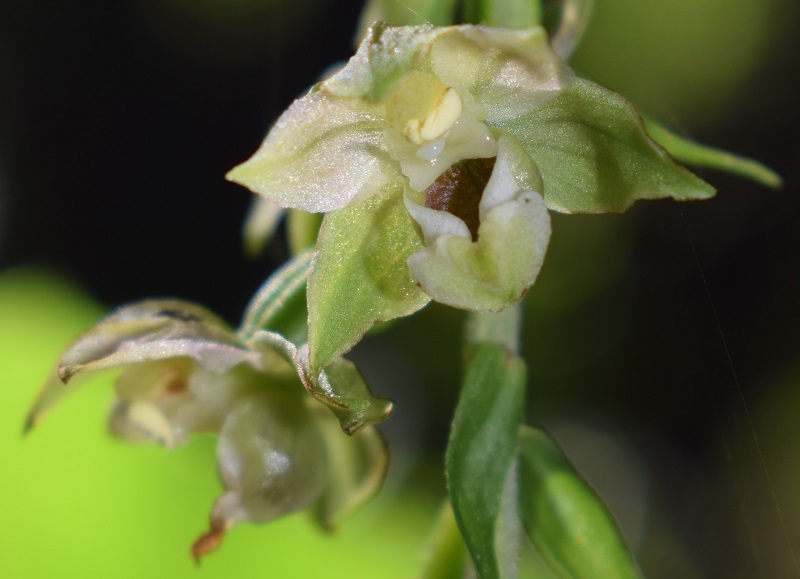 Per chi vuole cimentarsi col genere Epipactis