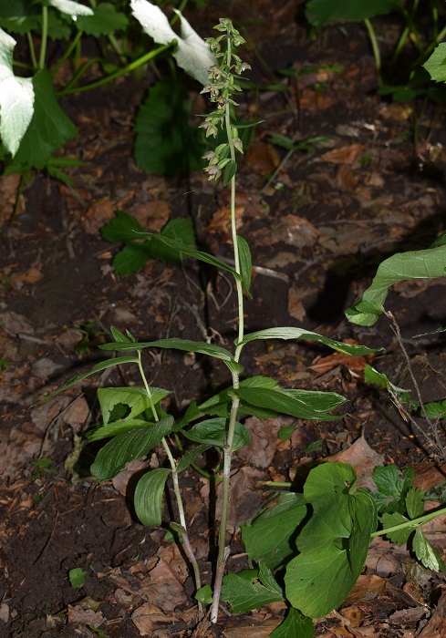 Per chi vuole cimentarsi col genere Epipactis