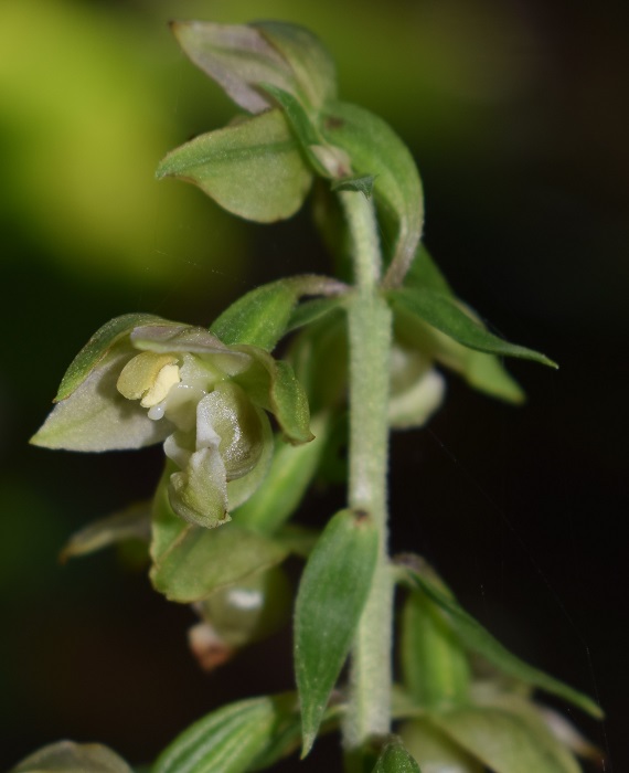 Per chi vuole cimentarsi col genere Epipactis